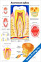 Анатомия зубов — медицинский плакат