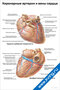 Коронарные артерии и вены сердца — медицинский плакат