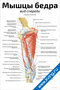 Мышцы бедра: вид спереди (продолжение) — медицинский плакат