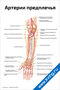 Артерии предплечья — медицинский плакат