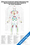 Диагностические представительства функциональных расстройств на теле человека тыл — плакат по прикладной кинезиологии