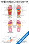 Рефлекторные зоны стоп — плакат по массажу