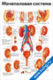 Мочеполовая система — медицинский плакат