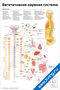 Вегетативная нервная система — медицинский плакат