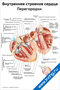 Внутреннее строение сердца — медицинский плакат