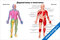 Дерматомы и миотомы — медицинский плакат
