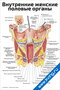 Внутренние женские половые органы — медицинский плакат