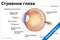 Строение глаза — медицинский плакат
