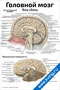 Головной мозг: вид сбоку — медицинский плакат