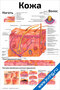 Кожа — медицинский плакат