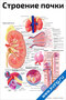 Строение почки: подробно — медицинский плакат