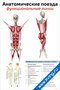Анатомические поезда: функциональные линии — медицинский плакат