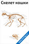 Скелет кошки — ветеринарный плакат
